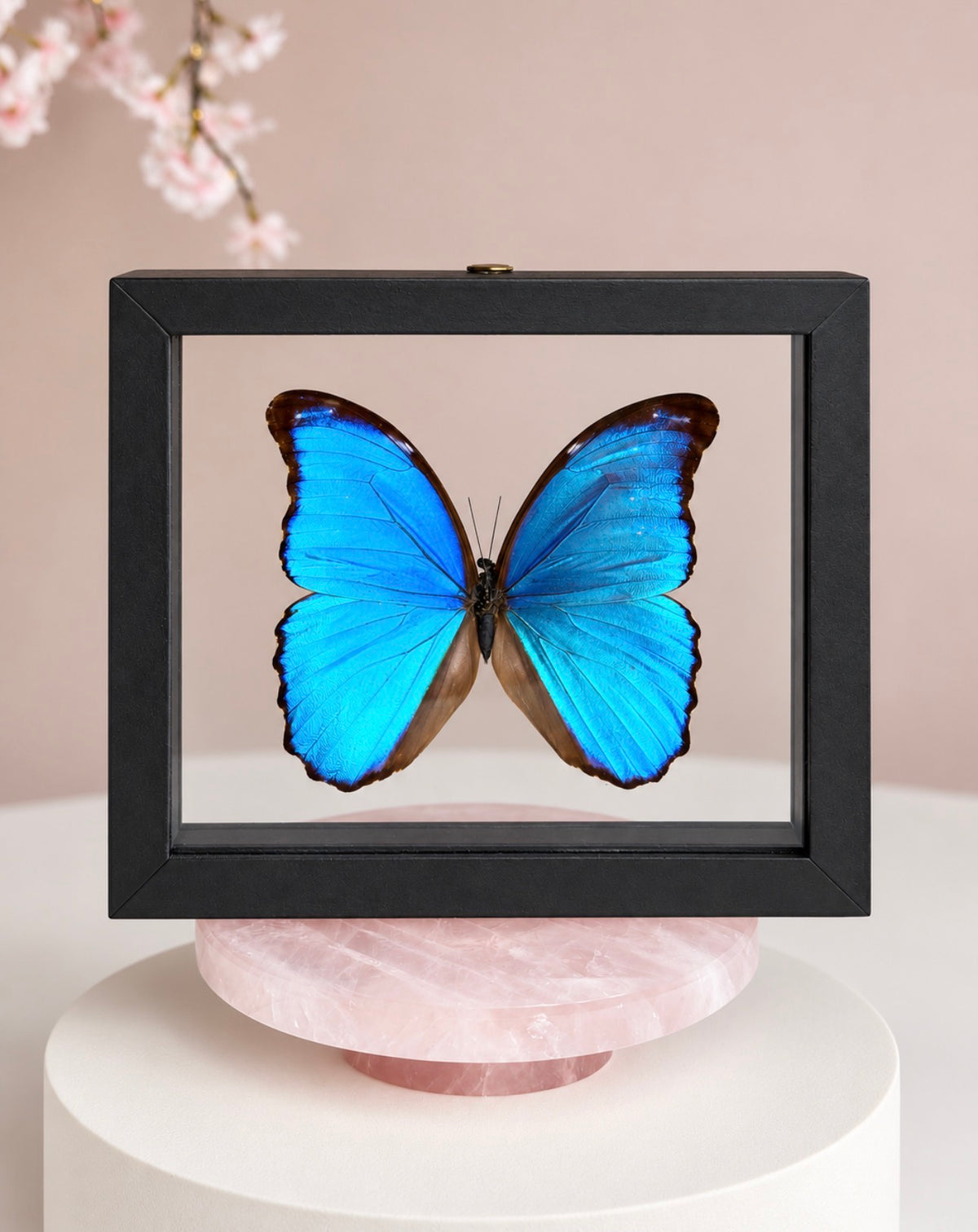 Real Giant Blue Morpho Butterfly • Morpho didius • Sustainably Sourced in Peru • Floating Glass Frame