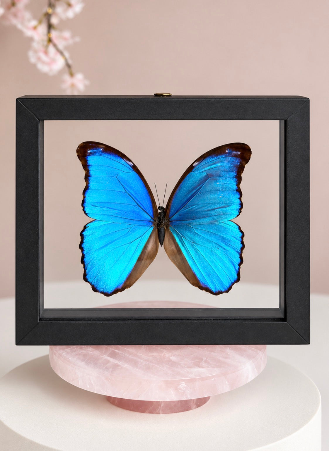 Real Giant Blue Morpho Butterfly • Morpho didius • Sustainably Sourced in Peru • Floating Glass Frame