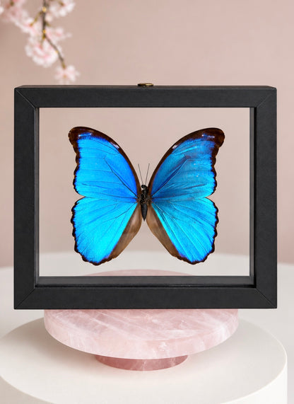 Real Giant Blue Morpho Butterfly • Morpho didius • Sustainably Sourced in Peru • Floating Glass Frame
