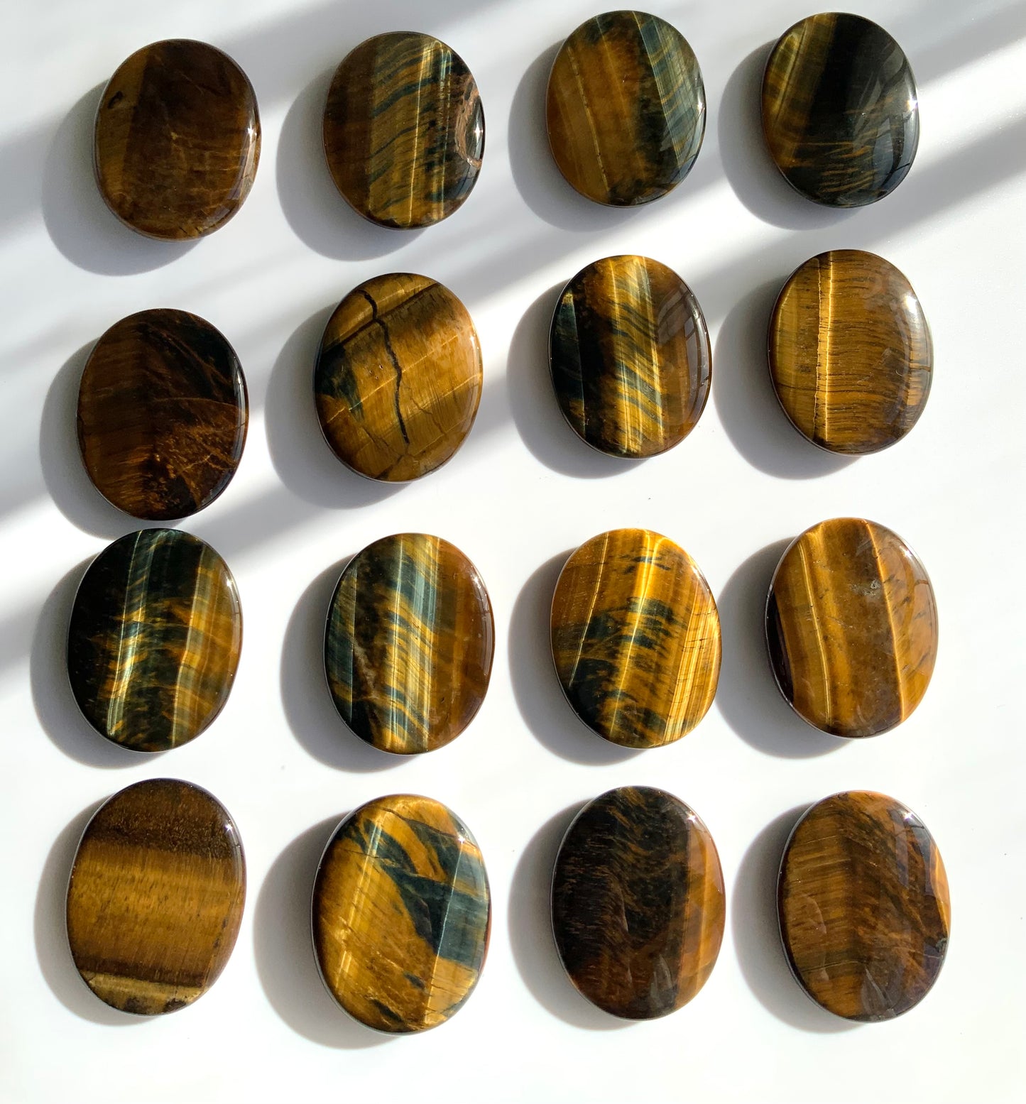 Tigers Eye Palm