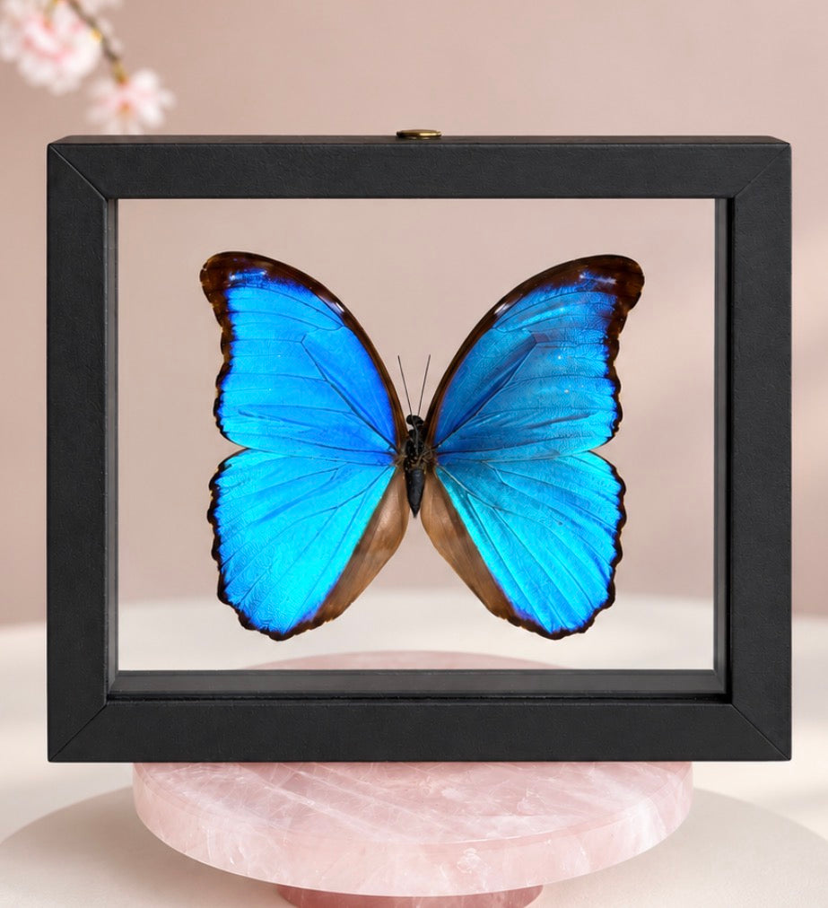 Real Giant Blue Morpho Butterfly • Morpho didius • Sustainably Sourced in Peru • Floating Glass Frame