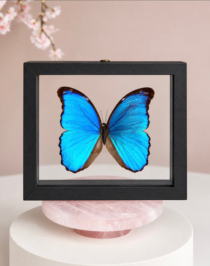 Real Giant Blue Morpho Butterfly • Morpho didius • Sustainably Sourced in Peru • Floating Glass Frame