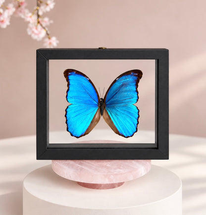Real Giant Blue Morpho Butterfly • Morpho didius • Sustainably Sourced in Peru • Floating Glass Frame