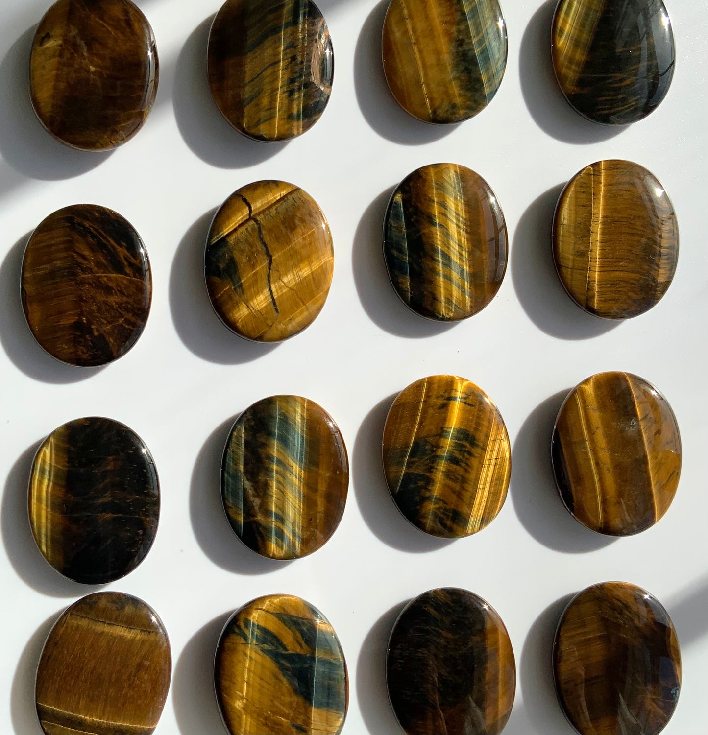 Tigers Eye Palm