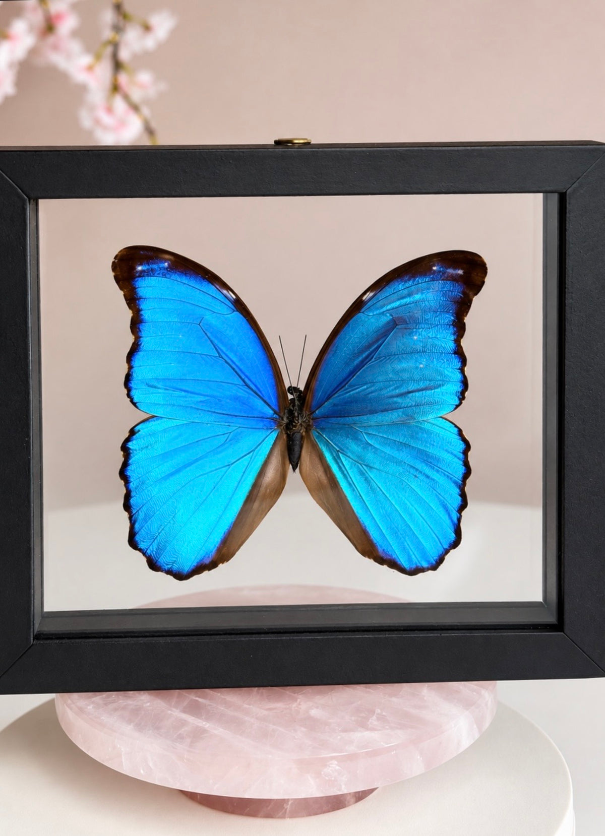 Real Giant Blue Morpho Butterfly • Morpho didius • Sustainably Sourced in Peru • Floating Glass Frame