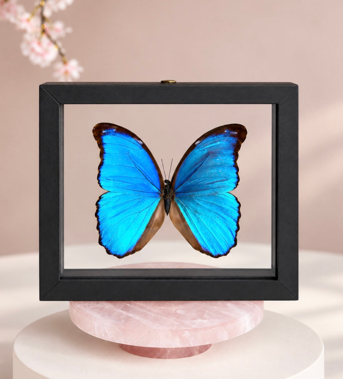 Real Giant Blue Morpho Butterfly • Morpho didius • Sustainably Sourced in Peru • Floating Glass Frame