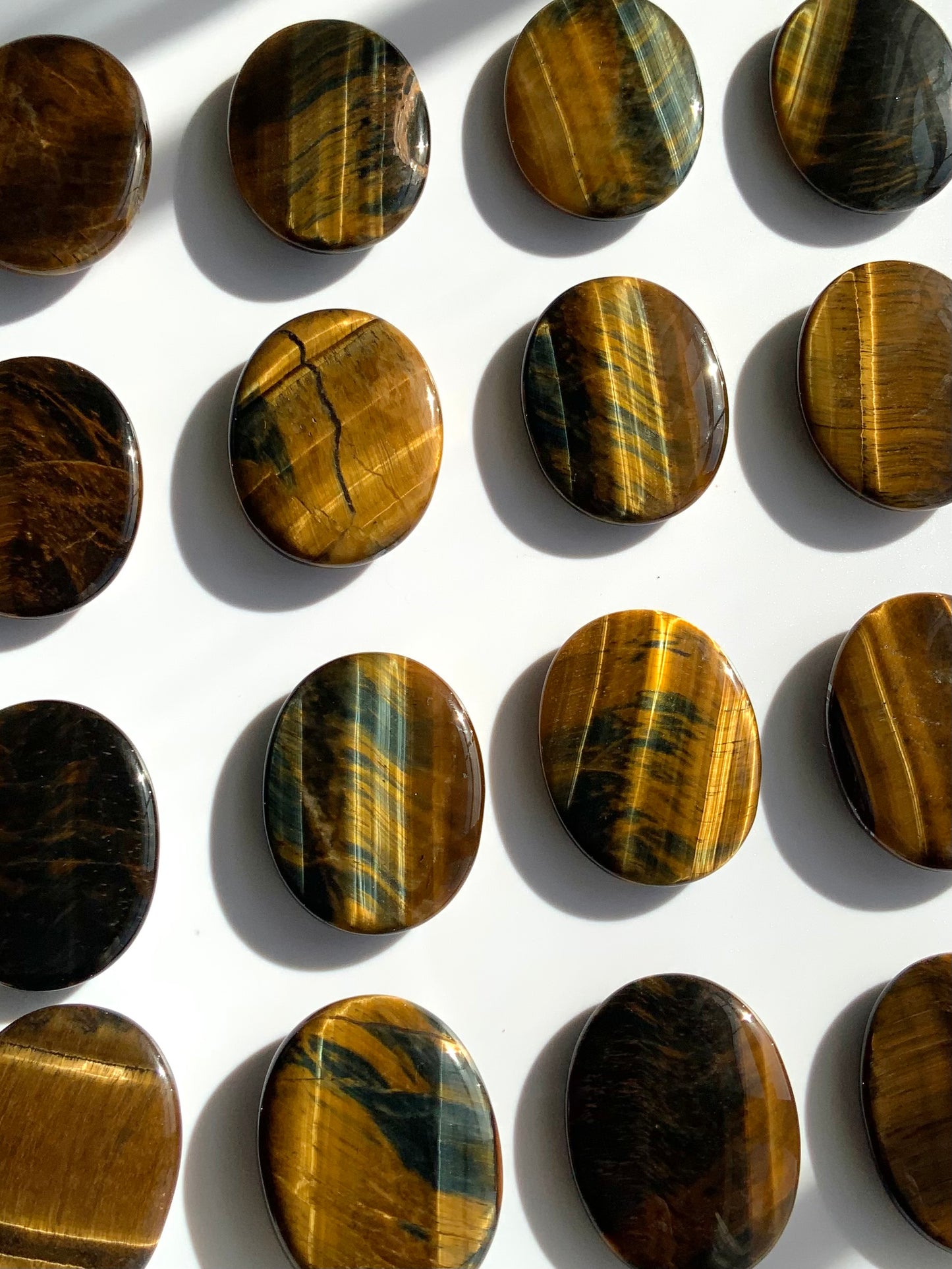 Tigers Eye Palm