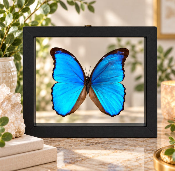 Real Giant Blue Morpho Butterfly • Morpho didius • Sustainably Sourced in Peru • Floating Glass Frame